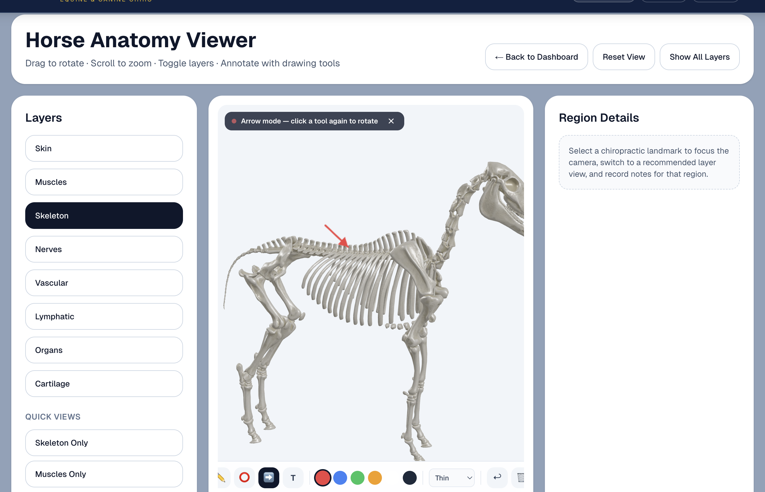Chiro Stride 3D Horse Anatomy Viewer with skeleton layer, annotation tools, and region details